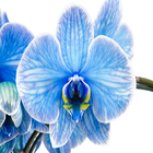 Phalaenopsis Coração Pote 12 Azul