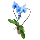 Phalaenopsis Coração Pote 12 Azul