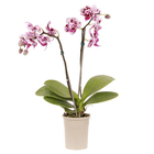 Phalaenopsis Mini Pote 06 Hidropote