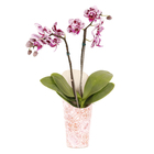 Phalaenopsis Mini Pote 06 Hidropote