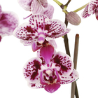 Phalaenopsis Mini Pote 06 Hidropote