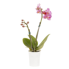 Phalaenopsis Mini Pote 06 Hidropote