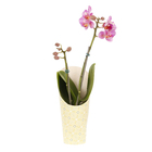 Phalaenopsis Mini Pote 06 Hidropote