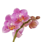 Phalaenopsis Mini Pote 06 Hidropote