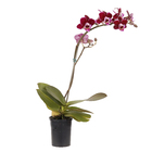 Phalaenopsis Mini Pote 06 Hidropote