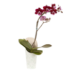 Phalaenopsis Mini Pote 06 Hidropote