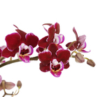Phalaenopsis Mini Pote 06 Hidropote