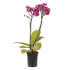 Phalaenopsis Mini Pote 06 Hidropote