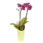 Phalaenopsis Mini Pote 06 Hidropote