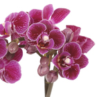 Phalaenopsis Mini Pote 06 Hidropote