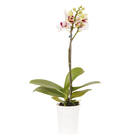Phalaenopsis Mini Pote 06 Hidropote