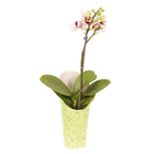 Phalaenopsis Mini Pote 06 Hidropote