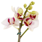 Phalaenopsis Mini Pote 06 Hidropote