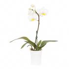 Phalaenopsis Mini Pote 06 Hidropote