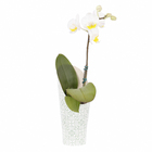 Phalaenopsis Mini Pote 06 Hidropote