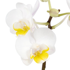 Phalaenopsis Mini Pote 06 Hidropote