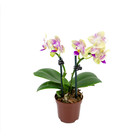 Phalaenopsis Mini Pote Mix Pote 06