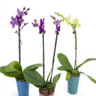 Phalaenopsis Mini Vaso Cerâmica Pote 09 Deco