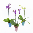 Phalaenopsis Mini Vaso Cerâmica Pote 09 Deco