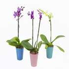 Phalaenopsis Mini Vaso Cerâmica Pote 09 Deco