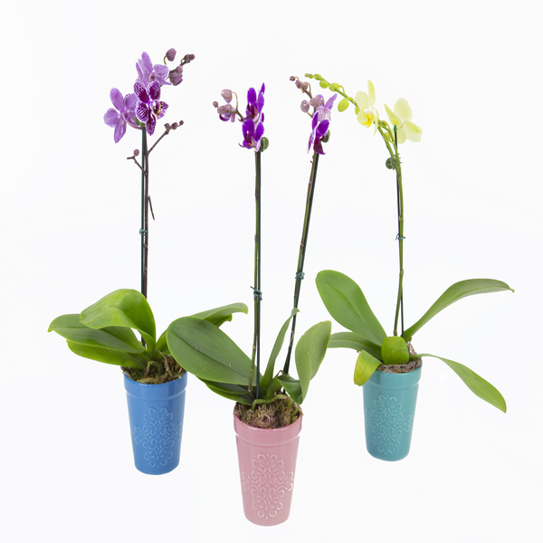 Nearly Natural Composizione Orchidee Phalaenopsis In Vaso – Altezza 22,9 Cm, Multicolore, Elegante E Realistica - 2