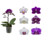 Phalaenopsis Mix Pote 09