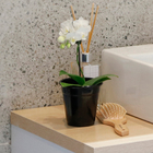 Phalaenopsis Mix Pote 09