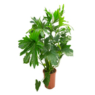 Philodendron Bipinnatifidum P24