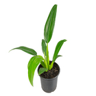 Philodendron Pacova P15