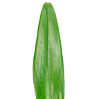 Philodendron Pacova P15