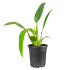 Philodendron Pacova P15