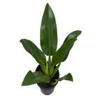 Philodendron Pacova P24