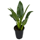 Philodendron Pacova P24