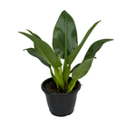 Philodendron Pacova P24