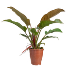 Philodendron Red Emerald P19