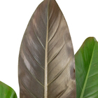 Philodendron Red Emerald P19