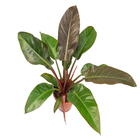 Philodendron Red Emerald P19