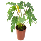 Philodendron Xanadu P17