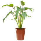 Philodendron Xanadu P17