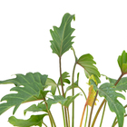 Philodendron Xanadu P17