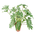 Philodendron Xanadu P19