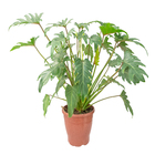 Philodendron Xanadu P19