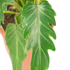 Philodendron Xanadu P19