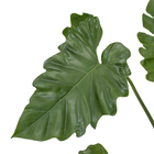 Philodendro Undulatum Md Pt40