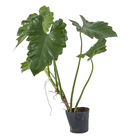 Philodendro Undulatum Md Pt40