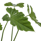 Philodendro Undulatum Md Pt40