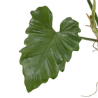 Philodendro Undulatum Md Pt40