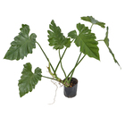 Philodendro Undulatum Md Pt40