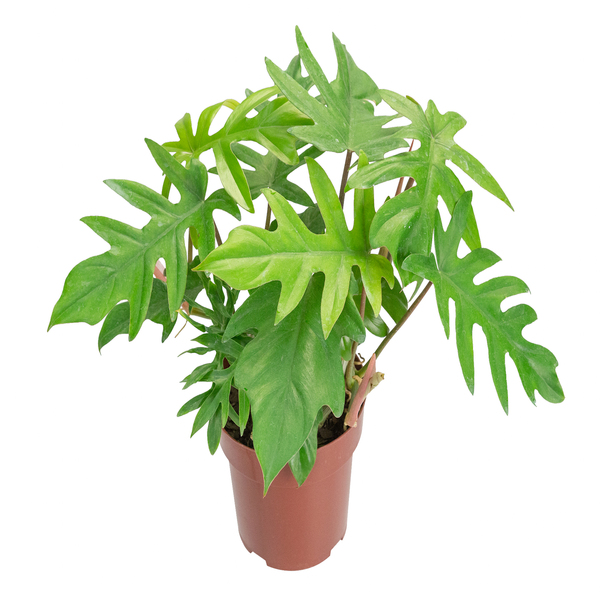 Filodendro Philodendron Bipinna Tifidun Pote 17 Planta Natural | Leroy  Merlin