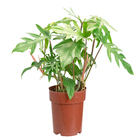 Philodendron Bipinna Tifidun P17